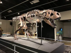 Tinker the T.rex skeleton cast replica T-rex Tinker