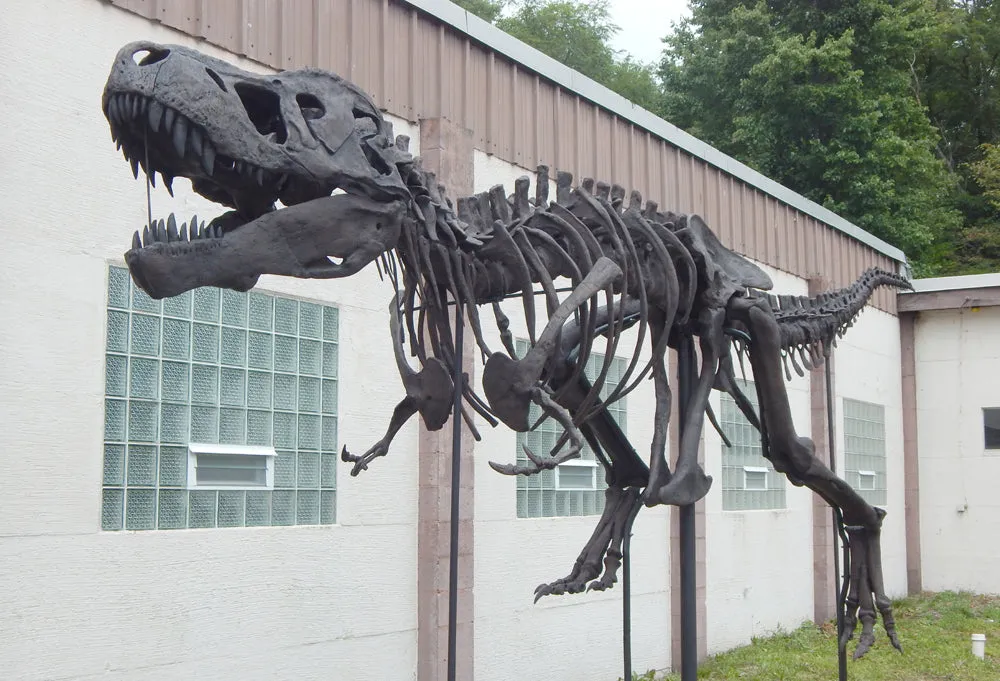 Tinker the T.rex skeleton cast replica T-rex Tinker
