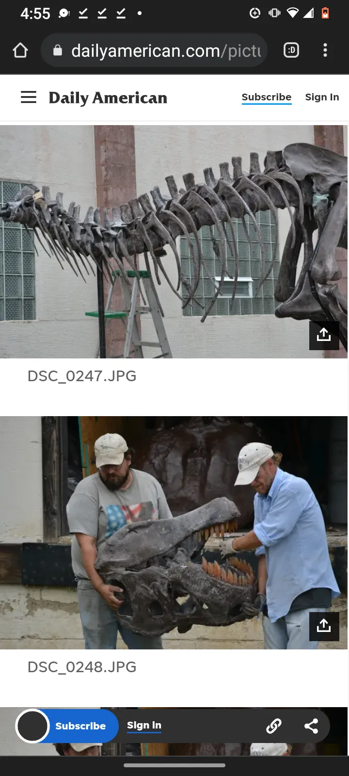 Tinker the T.rex skeleton cast replica T-rex Tinker