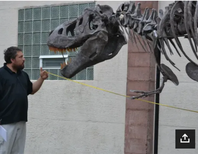 Tinker the T.rex skeleton cast replica T-rex Tinker