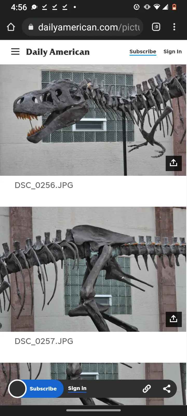 Tinker the T.rex skeleton cast replica T-rex Tinker