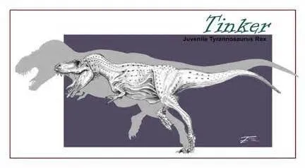 Tinker the T.rex skeleton cast replica T-rex Tinker