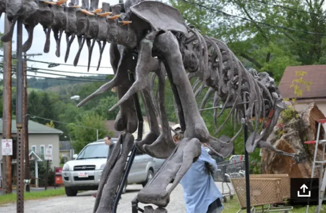 Tinker the T.rex skeleton cast replica T-rex Tinker