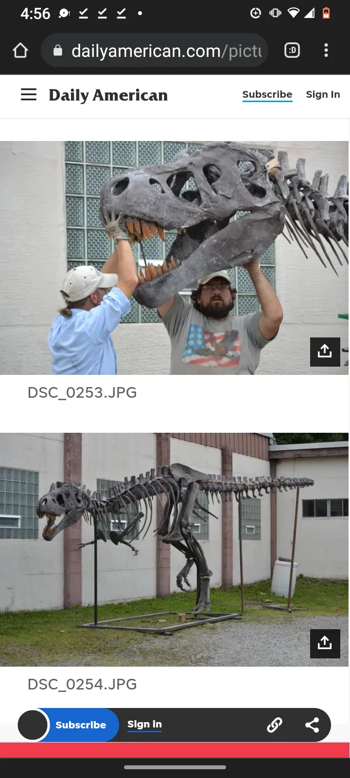Tinker the T.rex skeleton cast replica T-rex Tinker