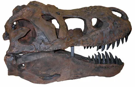 Tinker the T.rex skeleton cast replica T-rex Tinker