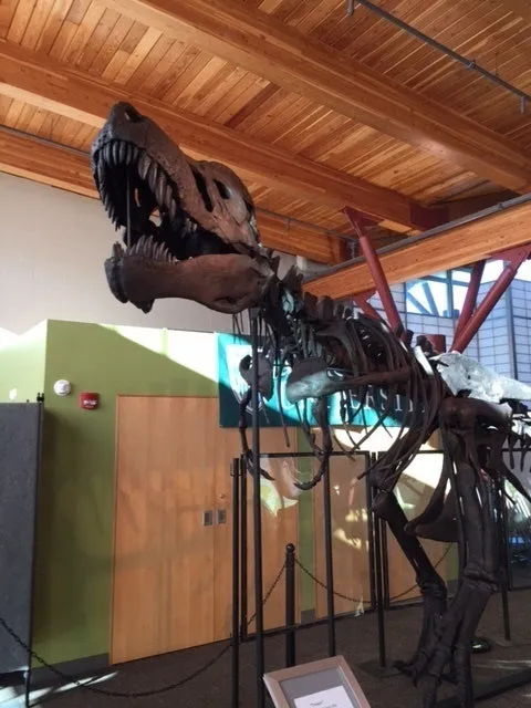 Tinker the T.rex skeleton cast replica T-rex Tinker