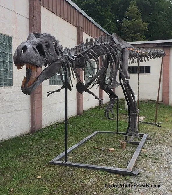 Tinker the T.rex skeleton cast replica T-rex Tinker