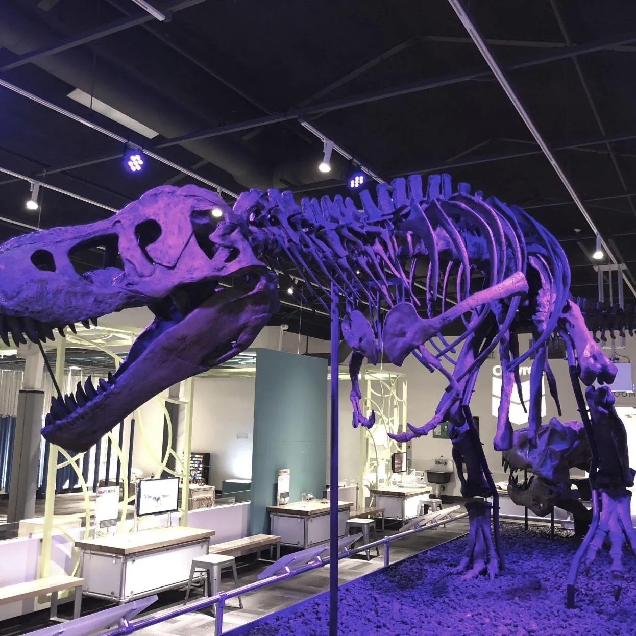 Tinker the T.rex skeleton cast replica T-rex Tinker