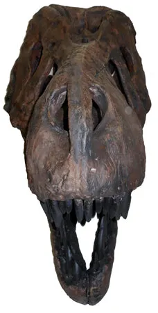 Tinker the T.rex skeleton cast replica T-rex Tinker