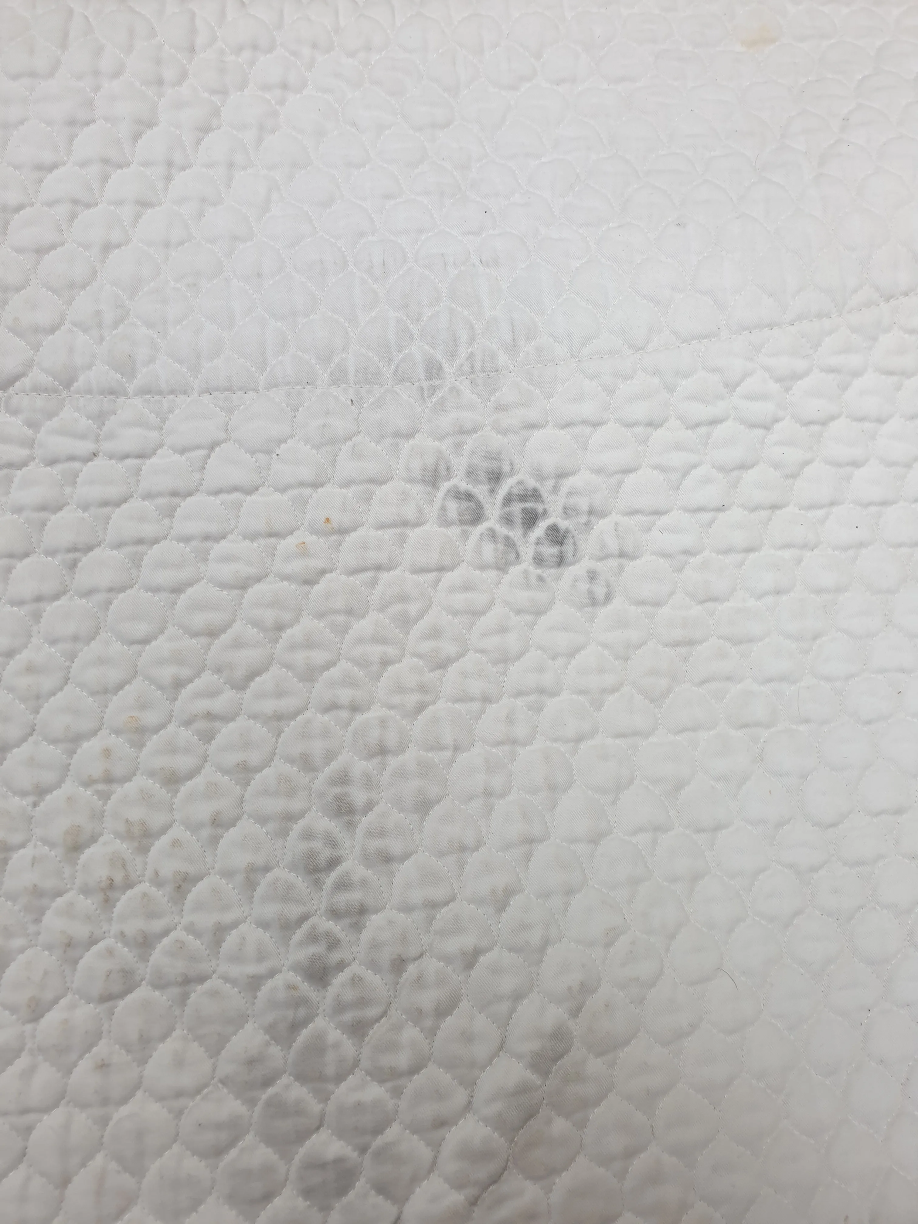 Used Griffin Hi Wither white saddle pad FREE POSTAGE ✅